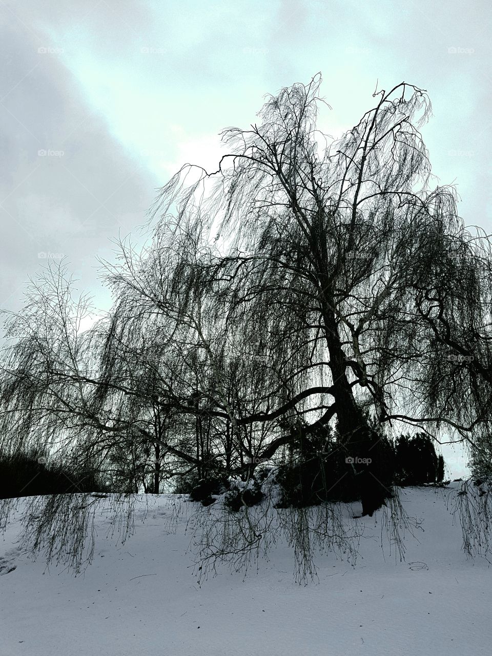 winter trees