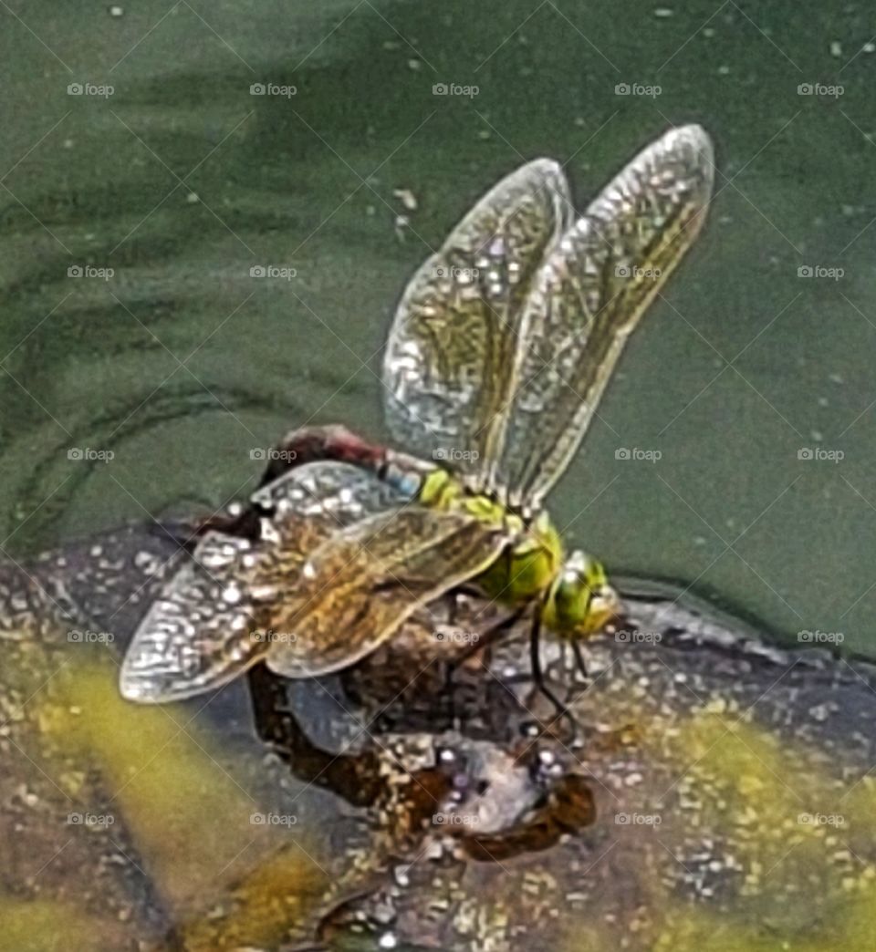 Dragonfly laying eggs in a pond. London, UK...