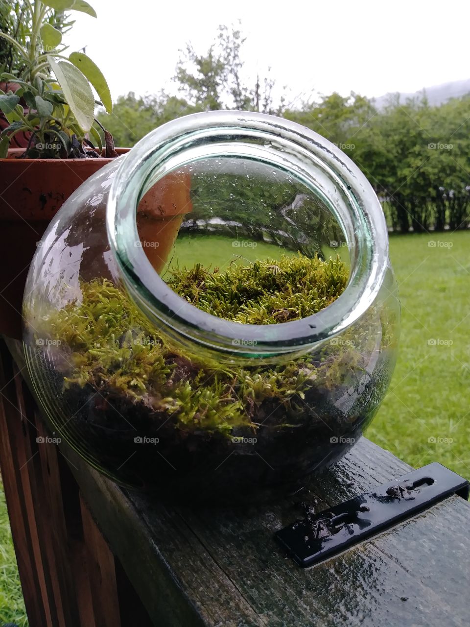 My favorite moss terrarium soaking up the sun and rain.