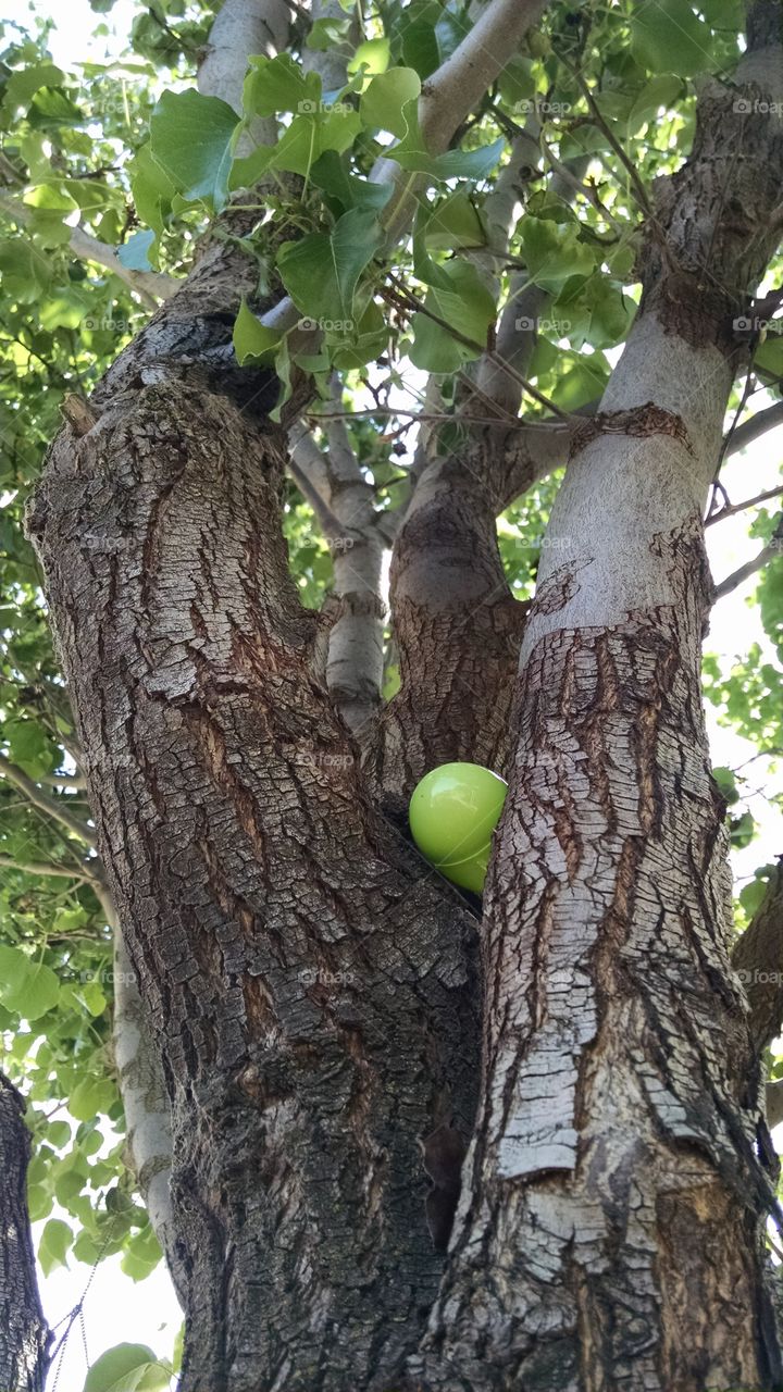 Easter egg hunt. Easter egg hid in tree