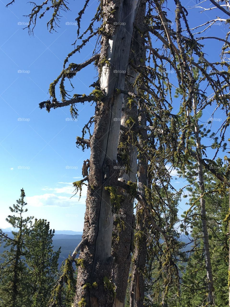 Lodgepole pines on Mt. Washburn in Yellowstone National Park