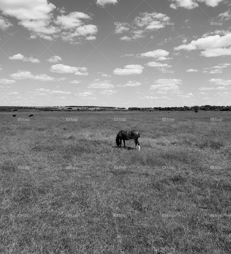 lonely horse in a rural area