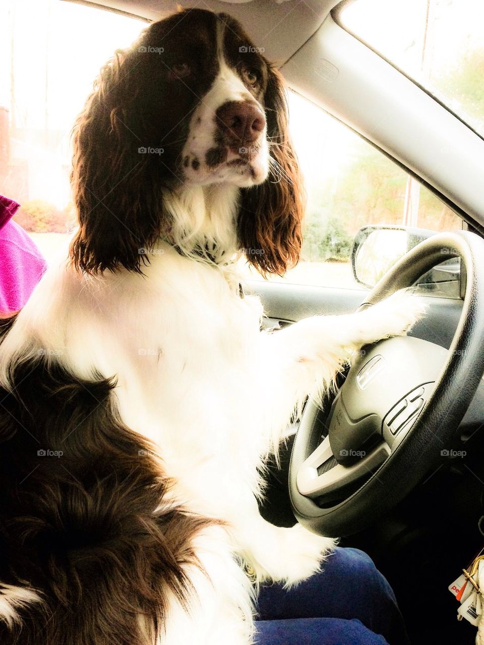 English Springer Spaniel