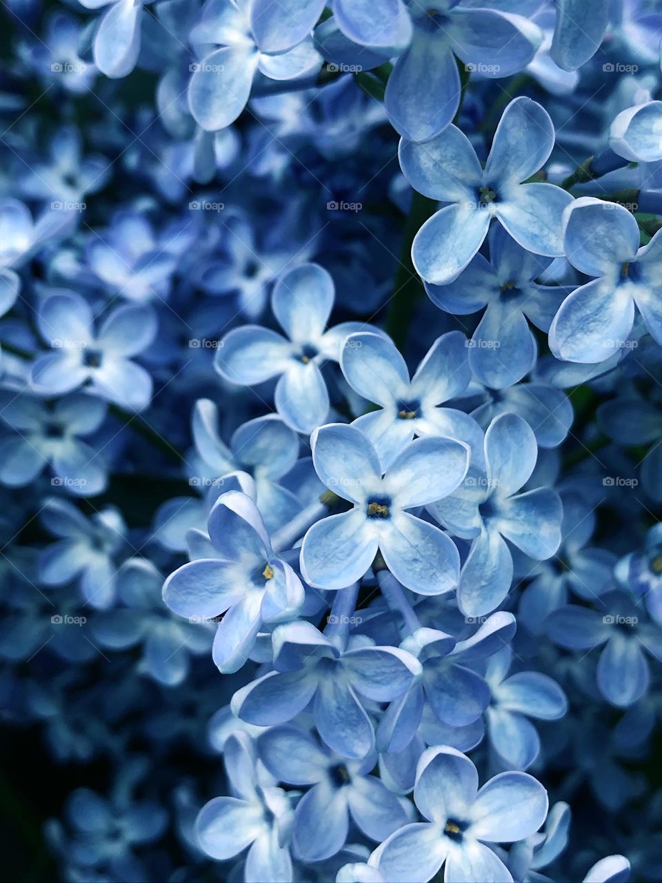 Lilac flowers 