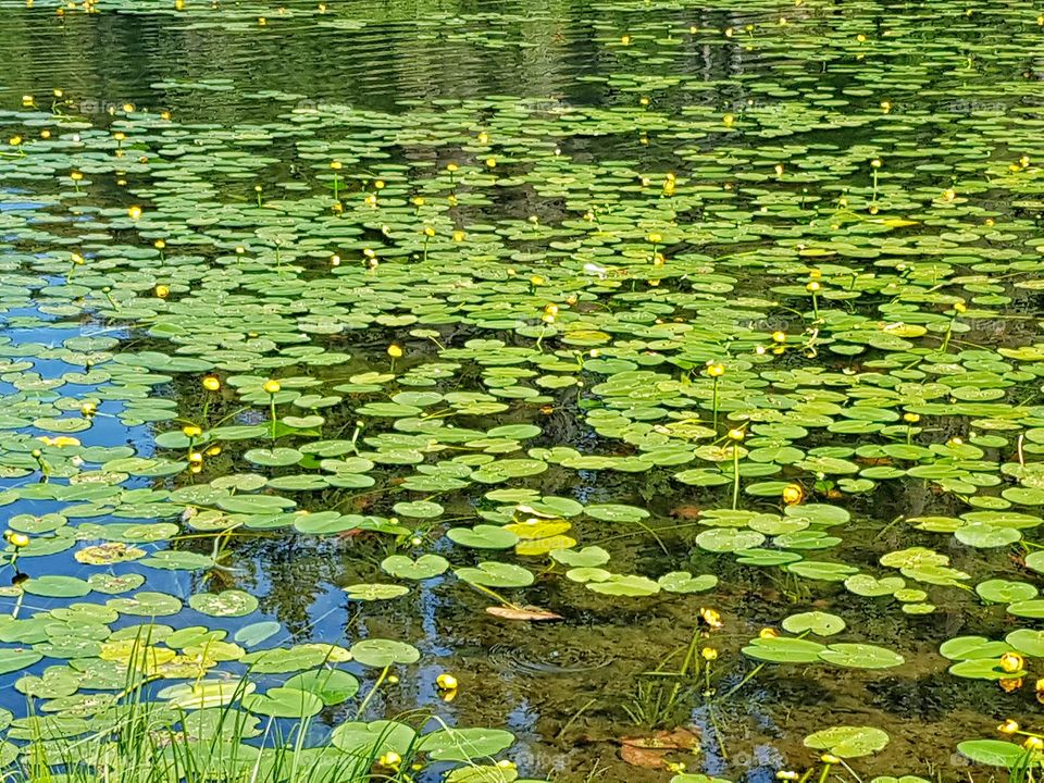 Lily Pads