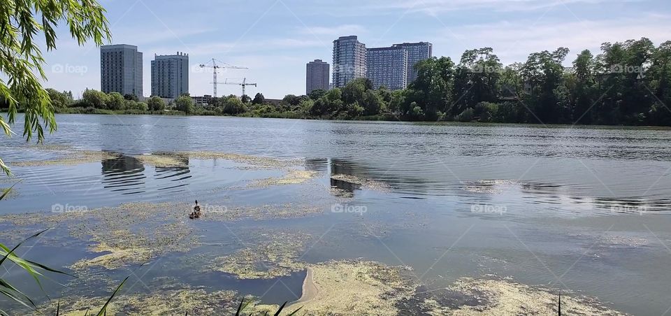 duck in a city lake