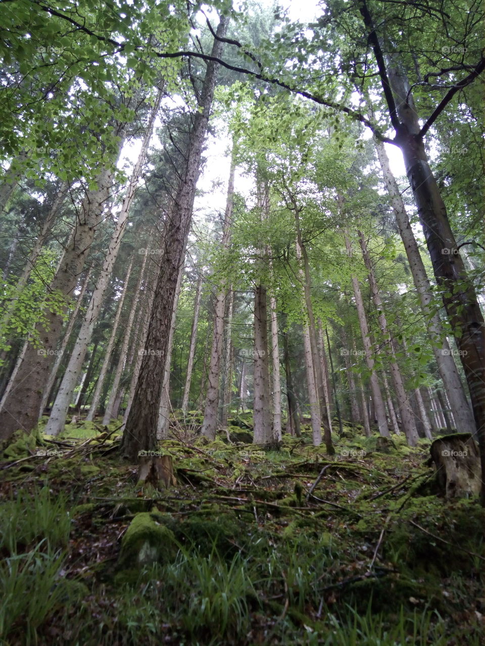 Schwarzwald in Bad Wildbad