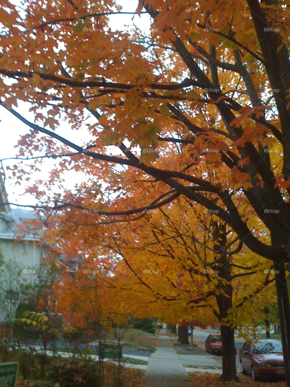 Fall, Leaf, Tree, No Person, Maple