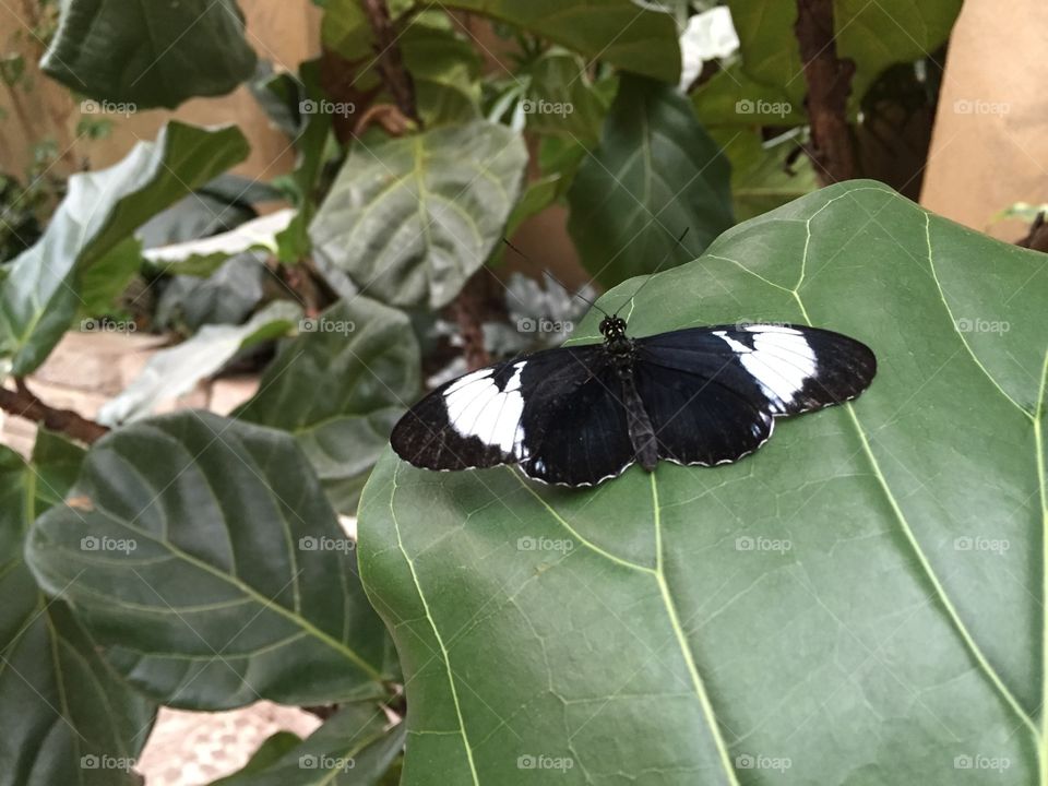 Black and white butterfly 