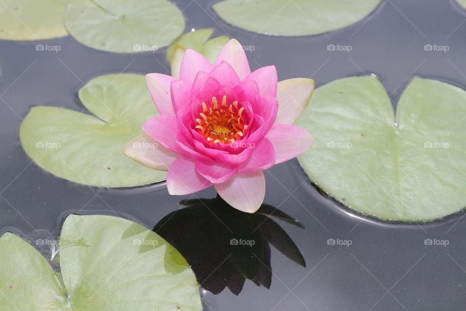 A water Lily from the outdoor lily pond at the NY Botanical Gardens.