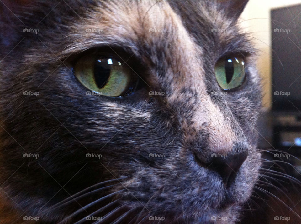 green close face cat by niki798