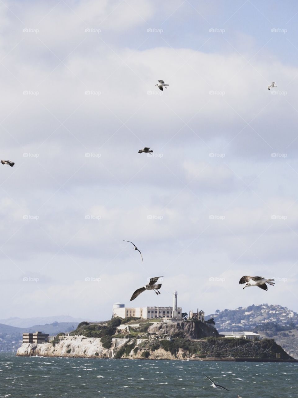 Alcatraz island surrounded by birds