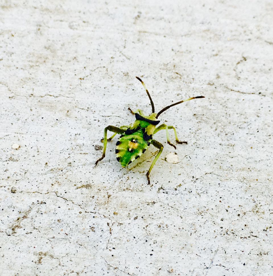 Mojave Desert Beetle