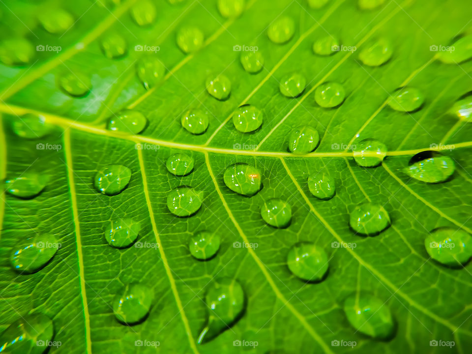 full frame shot of water drops on green bodhi leaves