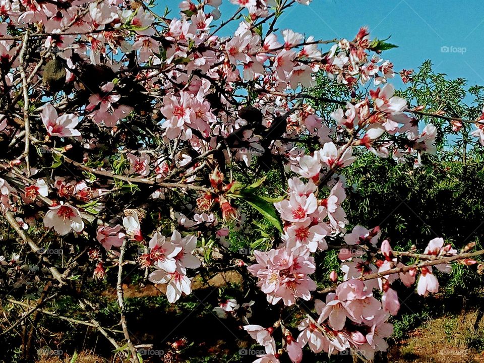 Almonds trees