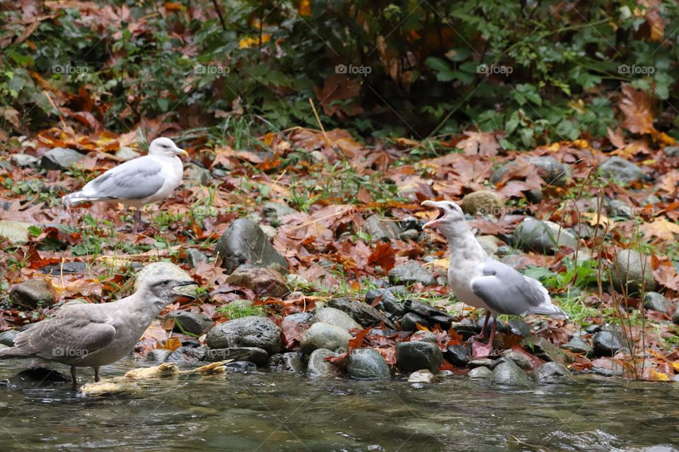 Seagulls having a feast on the river during salmon run in autumn 