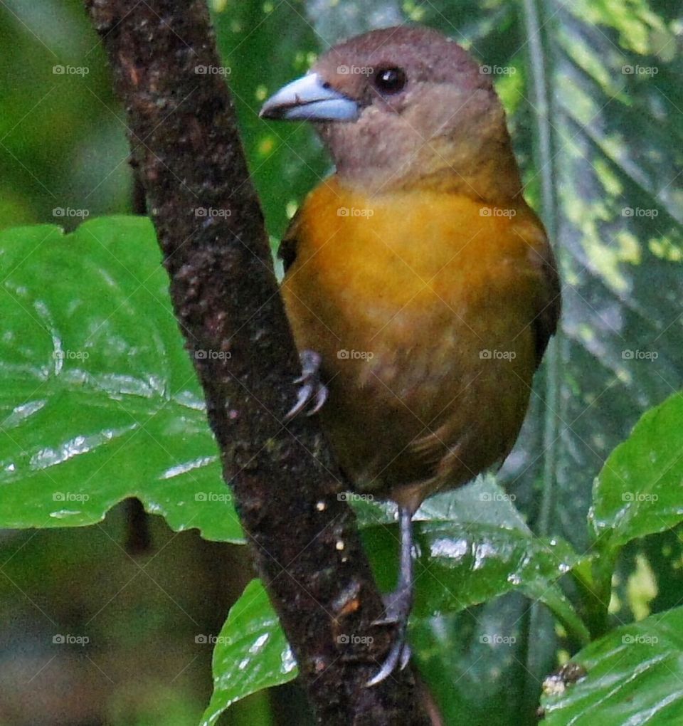 Bird close up