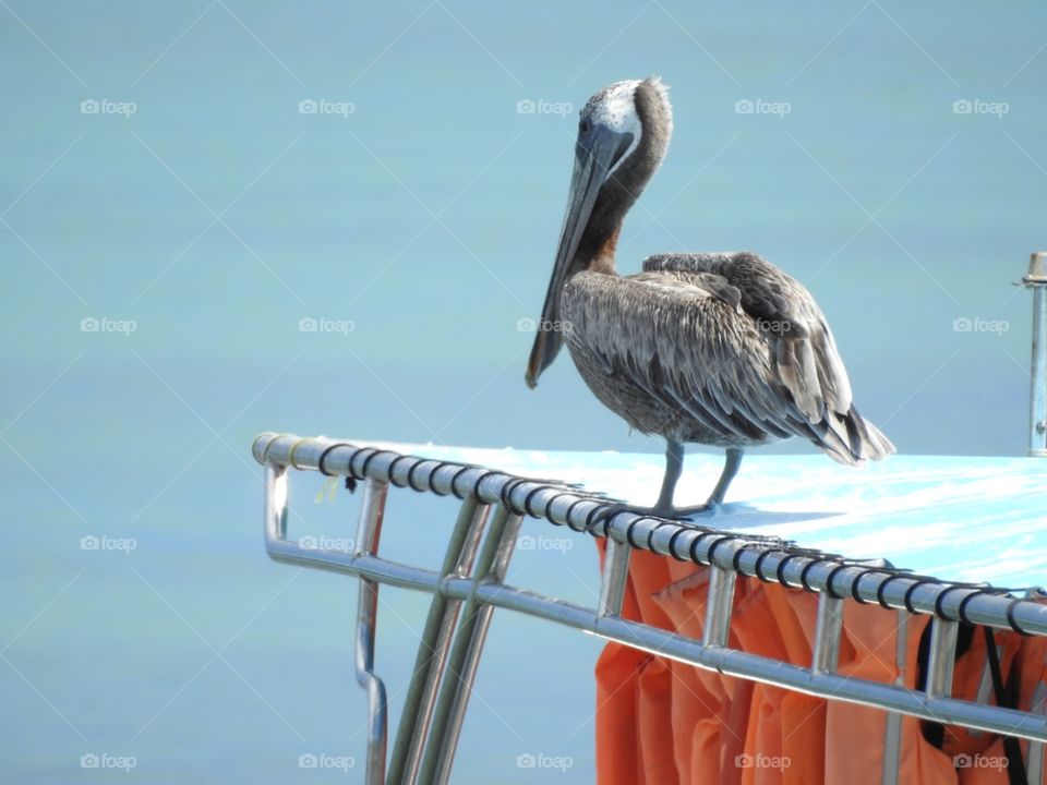 Pelican