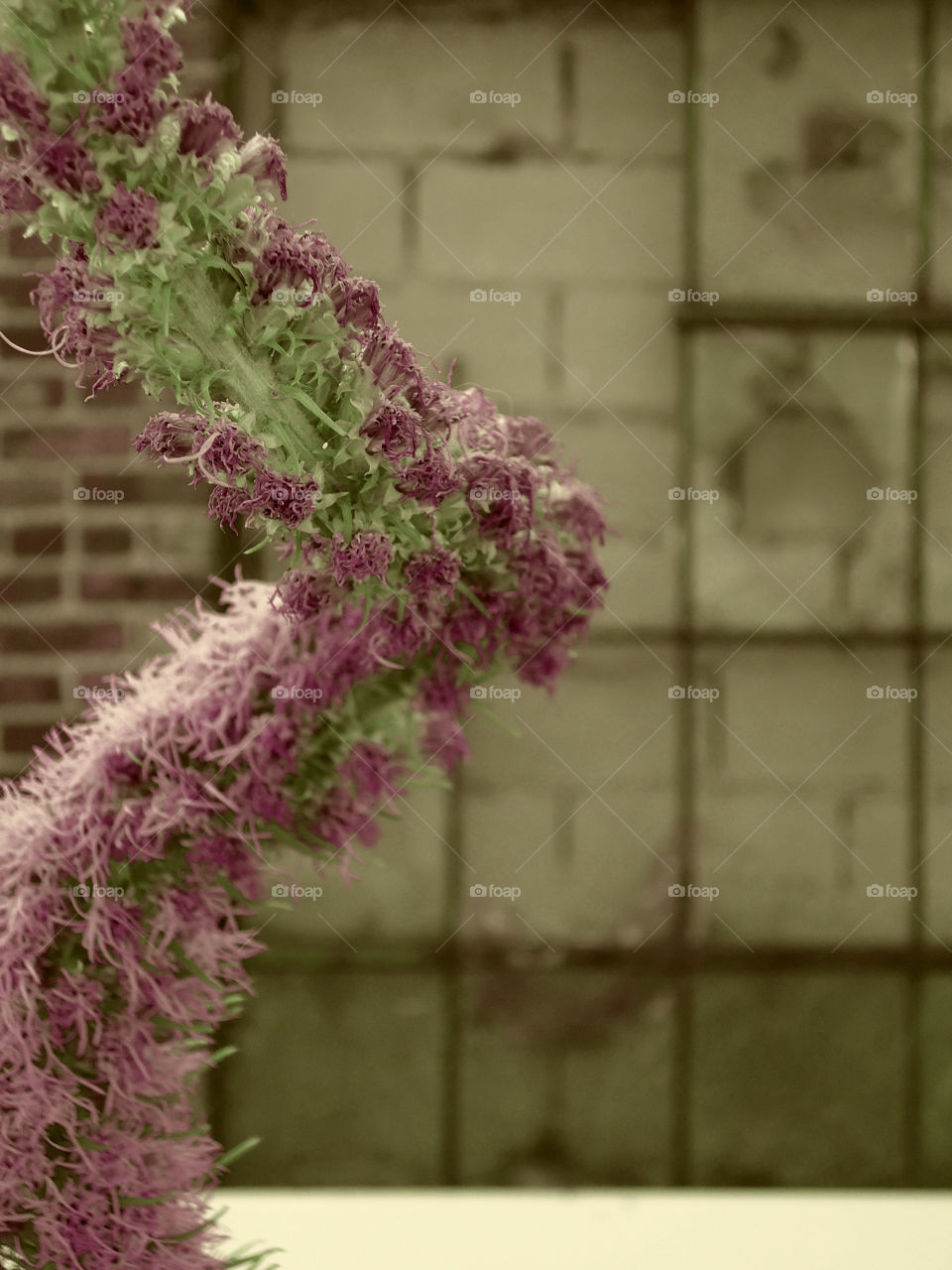 Take the Nostalgic Way Home ( Series )