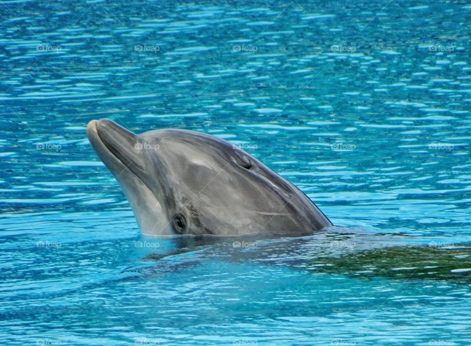 Friendly Dolphin. Dolphin In Turquoise Water
