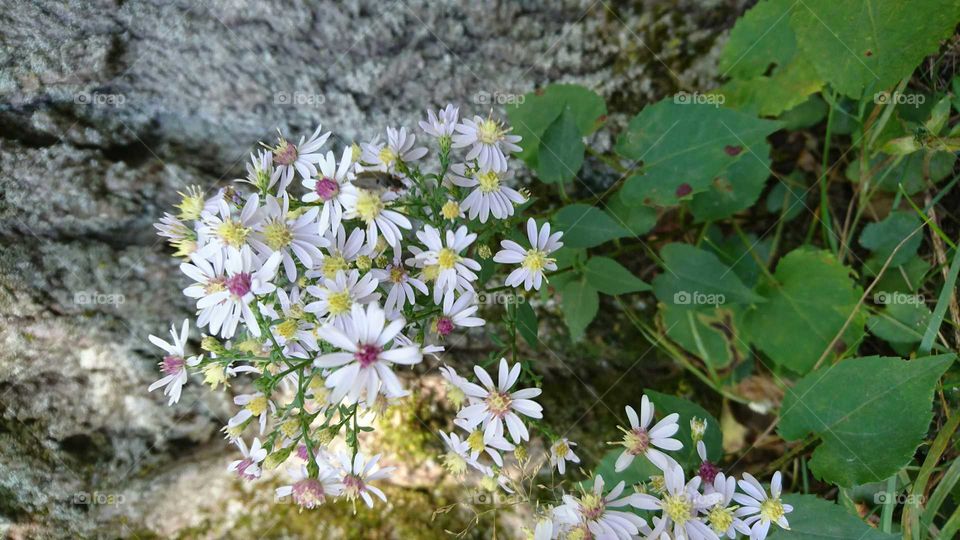 Tiny flowers