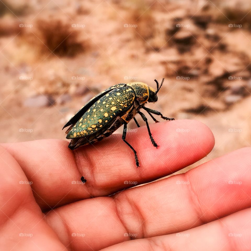Insect in the hand 