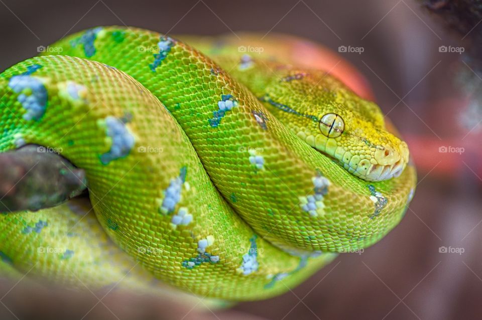 Tree Python 
