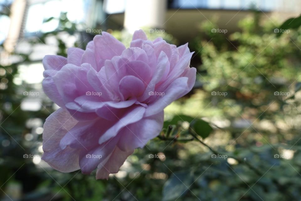Pink rose in the garden