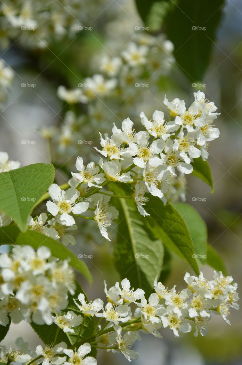 blossoms of some tree