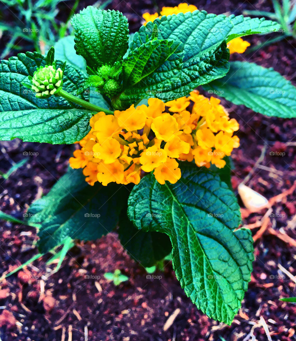 Yellow lantanas /🌹 🇺🇸 Very beautiful flowers to brighten our day.  Live nature and its beauty. Did you like the delicate petals? / 🇧🇷 Flores muito bonitas para alegrar nosso dia. Viva a natureza e sua beleza. Gostaram das pétalas delicadas? 