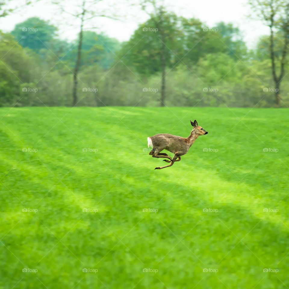 Deer running on a green field