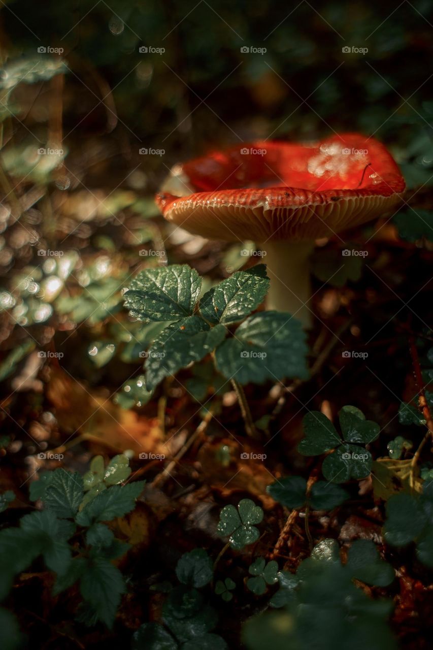 Mushrooms in a autumn sunny forest