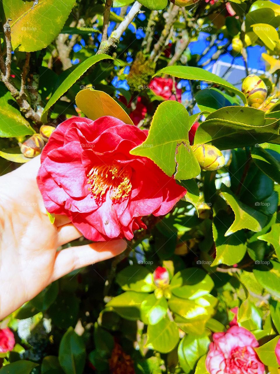 camellia tree
