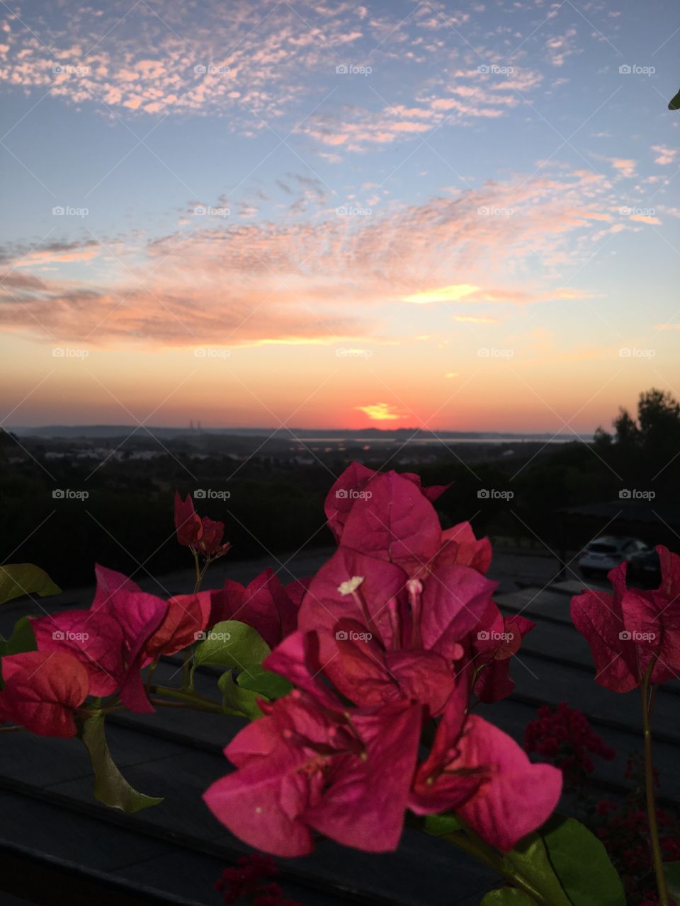 Aurora with Bougainvillea 