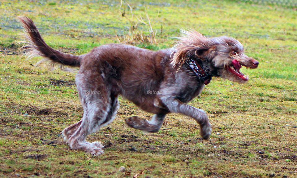 This beautiful grey brown labradoodle was the life of the party at the dog park this week. I’m amazed I got any photos in focus because he was super sonic speedy!