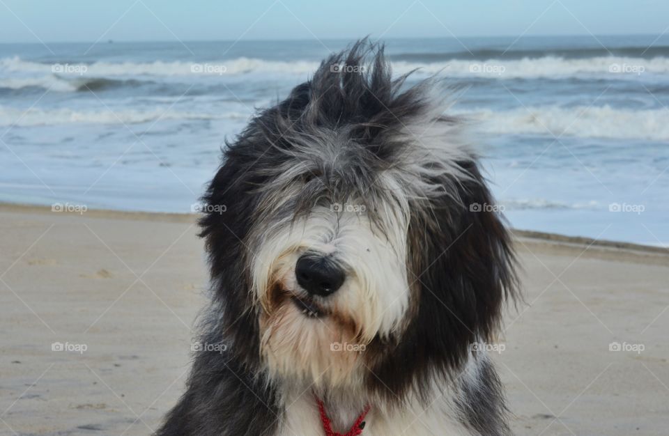 Puppy on the beach
