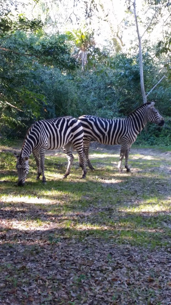 Can't See Me. Took this picture on safari ride at Walt Disney World. 