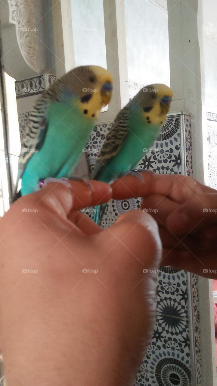 Parrot looks his reflection in the mirror.