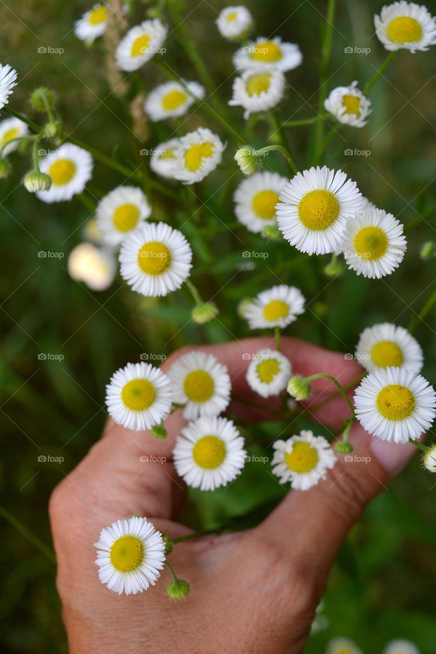 little summer flowers and hand nature lovers