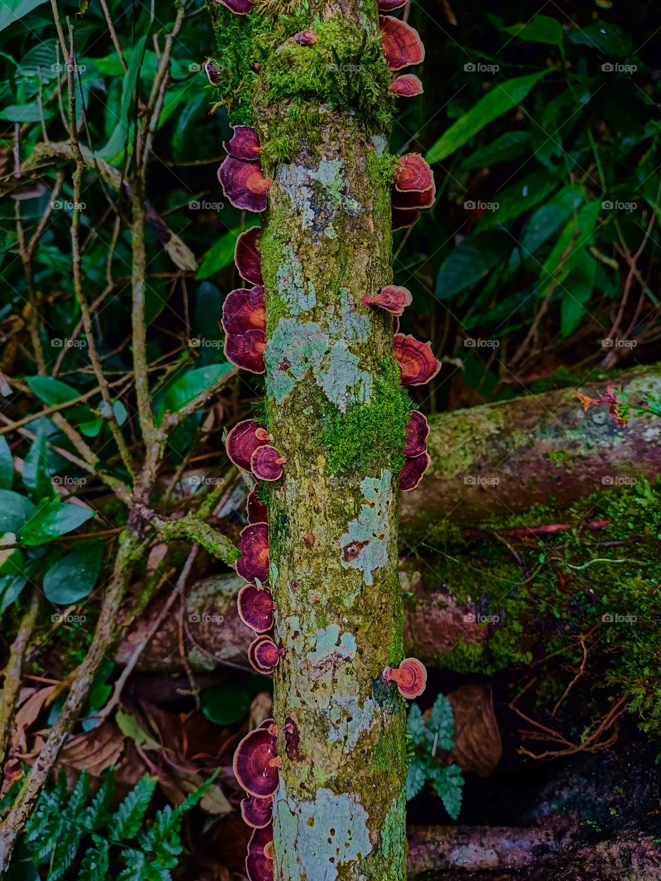 Wild mushrooms (microporus) grow in clusters on the forest floor.