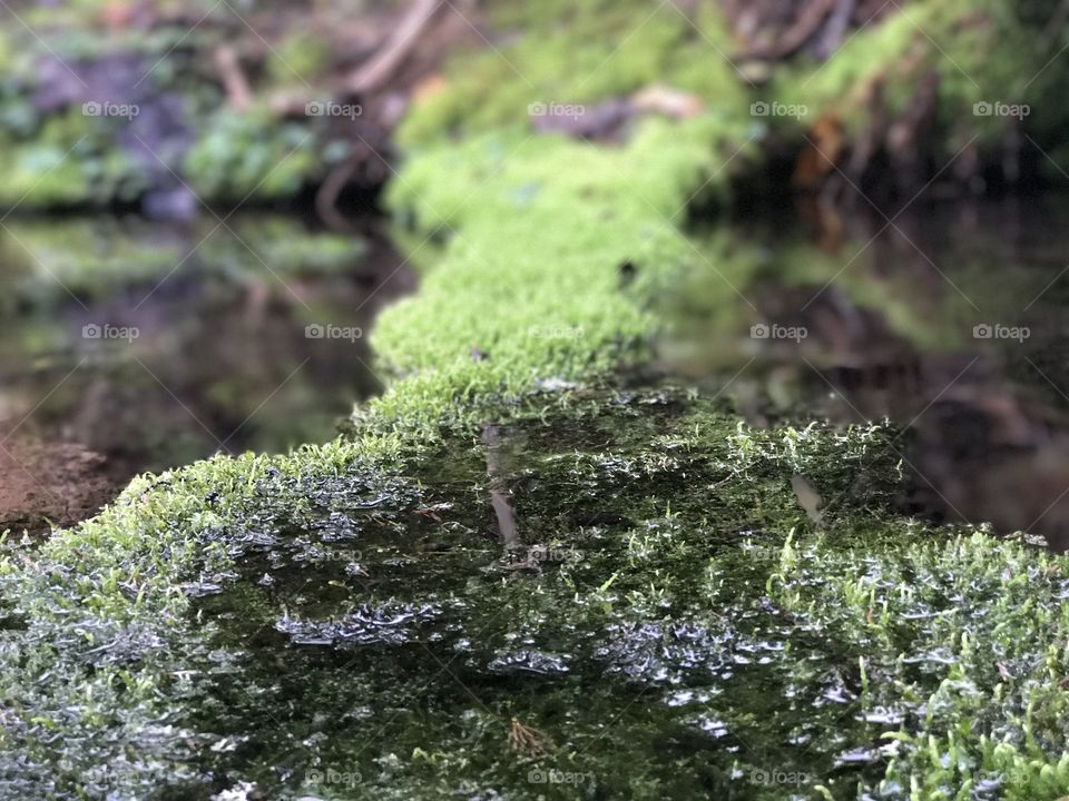 Moss on the water 