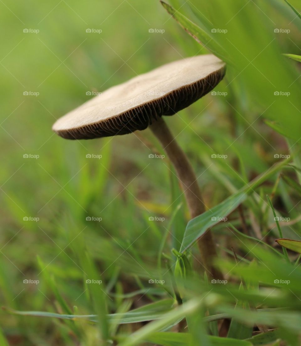 Close-up of mushroom