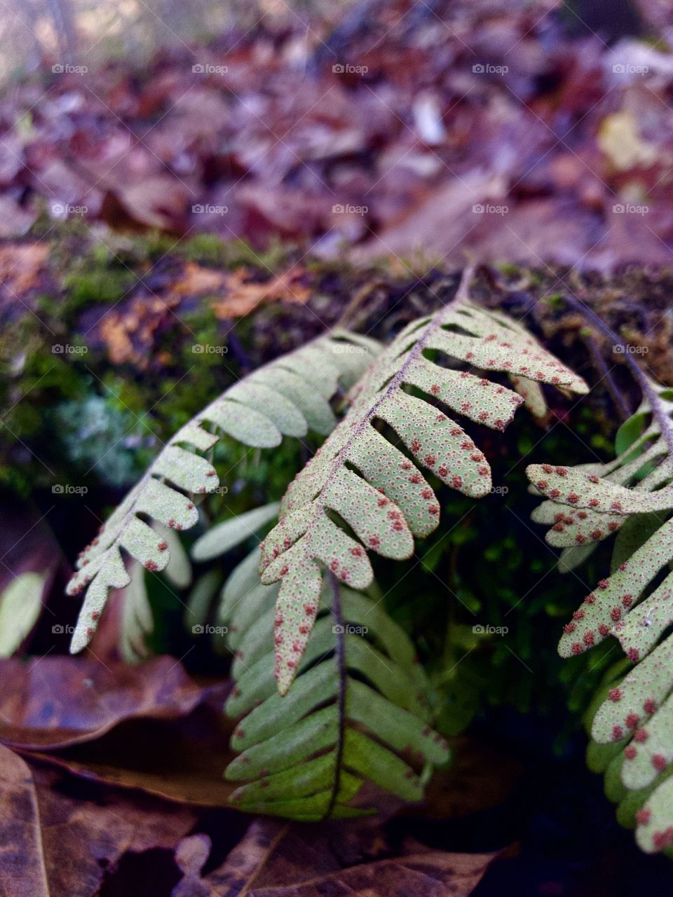 Underside of small ferns on log