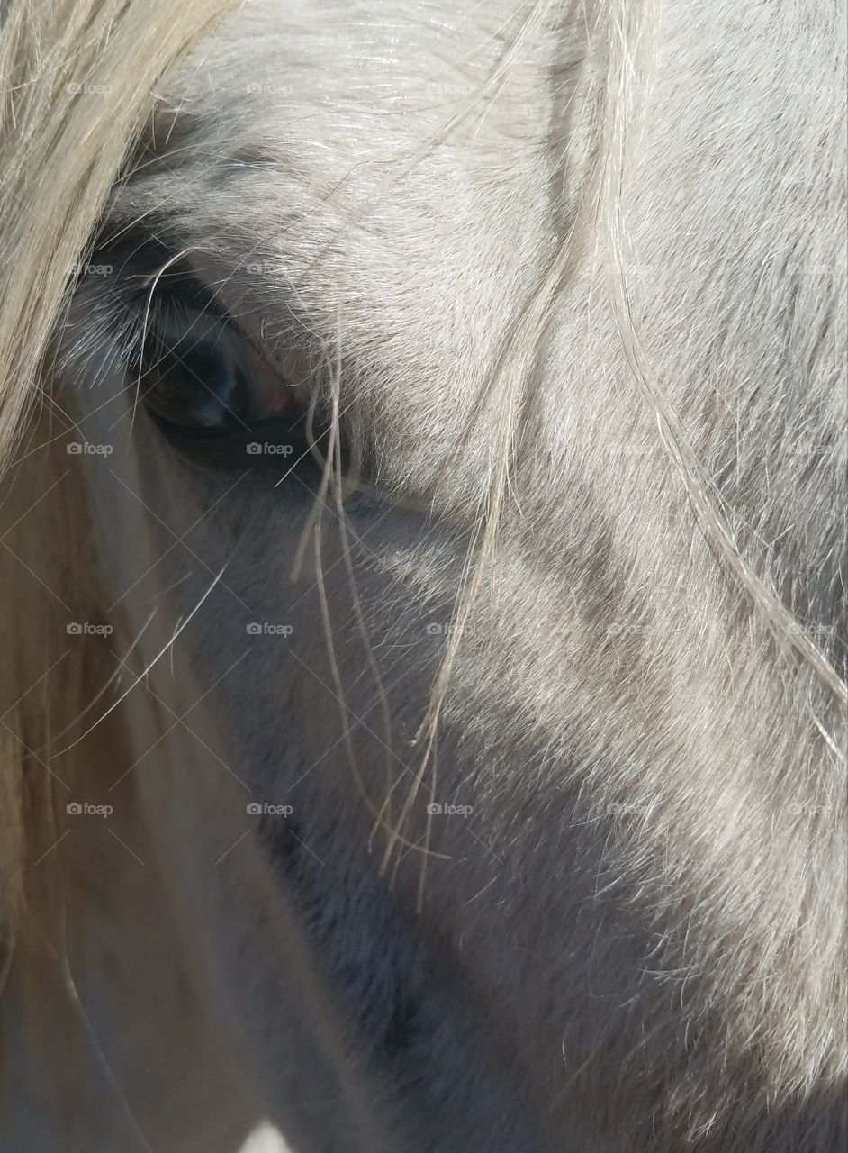 White Horse blue eye