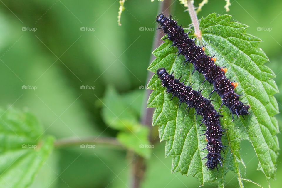 Black caterpillars on leaves
