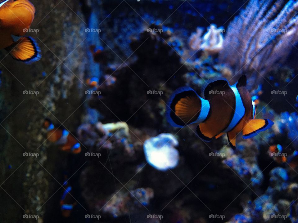 Underwater, Fish, Invertebrate, Coral, Ocean