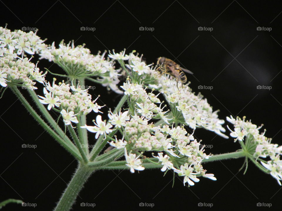 Flower, Nature, No Person, Flora, Insect