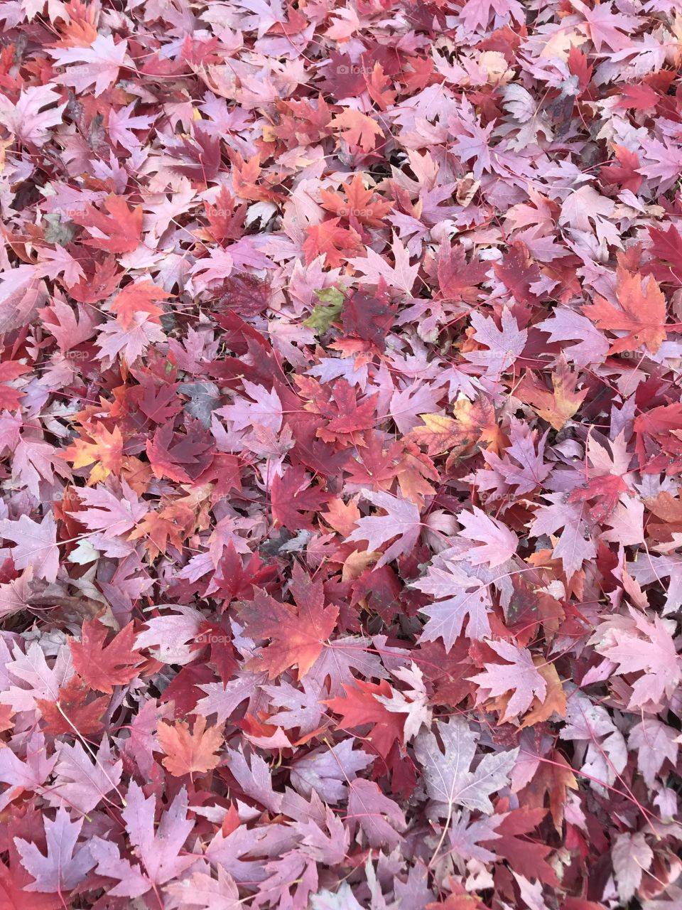 Fallen autumn leaves with a red color scheme