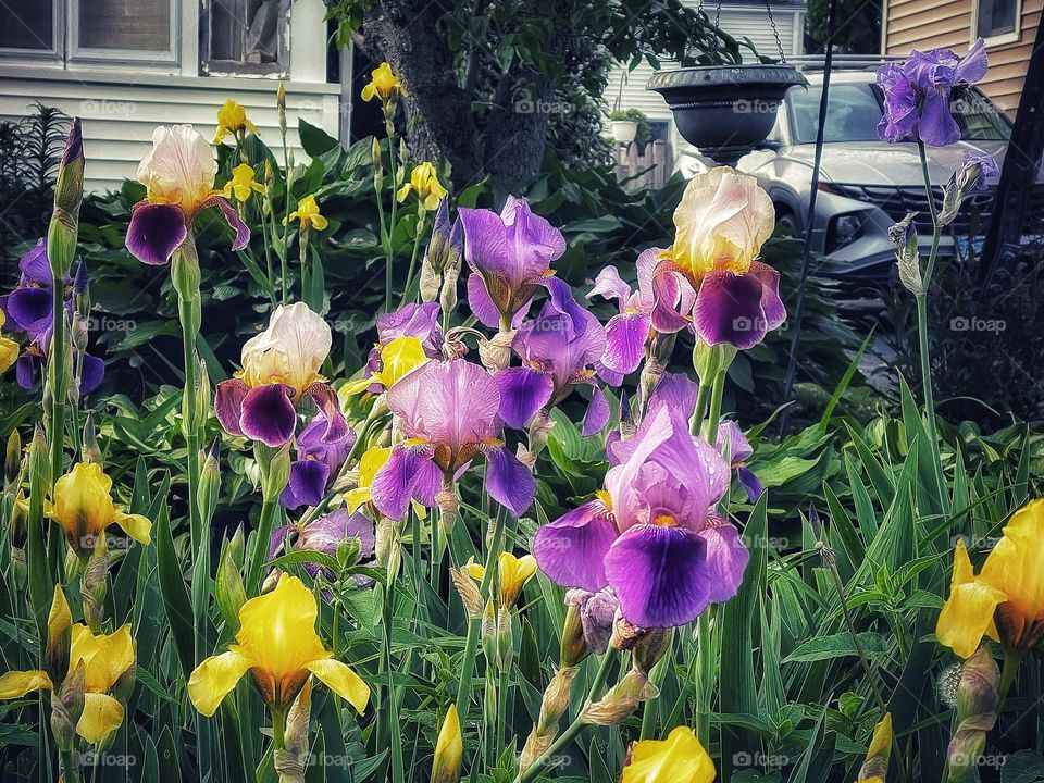 Yellow and purple irises 