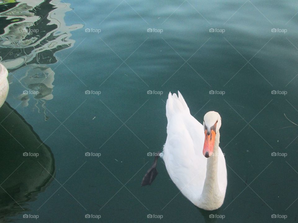 swan
